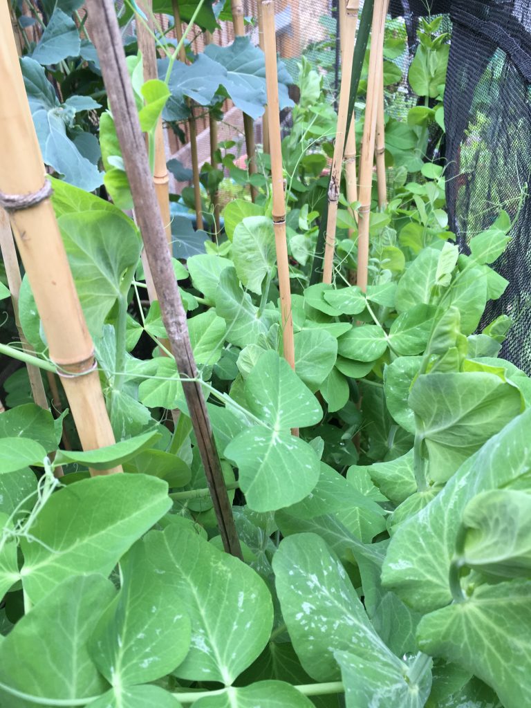 Peas growing