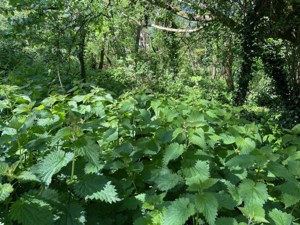 Stinging nettles in the woods